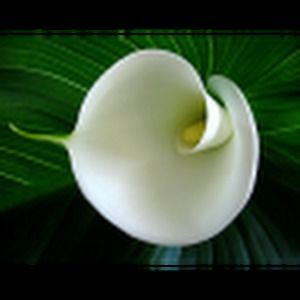 Meet your Posher, Allie